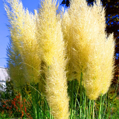 Mixed Pampas Grass Ornamental Seeds