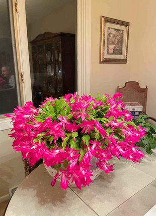 Crab Claw Orchid - The Icing On The Cake