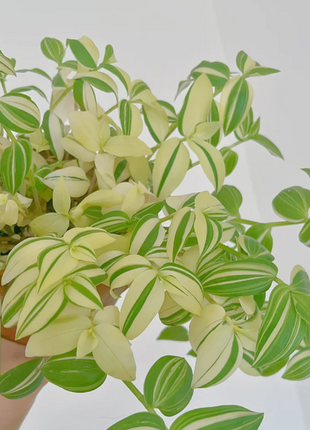 💐Oil Painting Wedding Orchid—Symbol Of Eternity