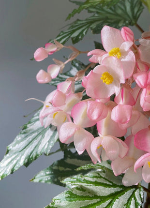 Begonia Aconitifolia