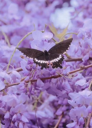 Wisteria Flower Seeds Nature's Purple Elegance