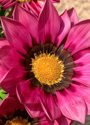 Medal Chrysanthemum Seeds - Flower of Glory