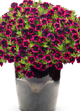 Blackberry Punch Calibrachoa Flower Seeds