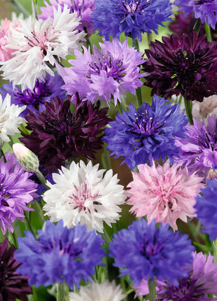 1000 Pcs Tall Double  Mixed Colors Cornflower Flower Seeds