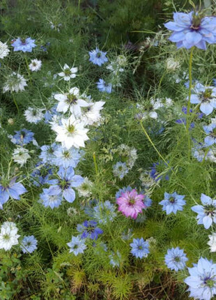 Nigella Miss Jekyll Mix Organic