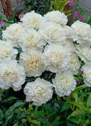 Multicolor Carnation Seeds