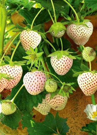 1 Bag Rare Milk Strawberry Seeds