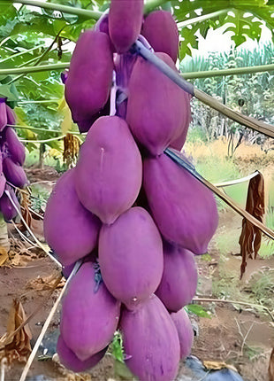 Organic Papaya Tree Seeds Heirloom Edible