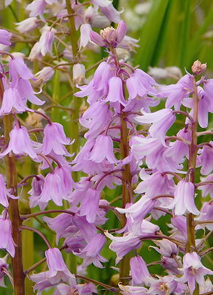 🧚‍♂️🔔Bluebells – The Fairies' Lucky Bells
