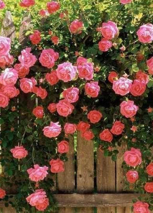 50pcs/Bag Climbing Rose Seeds
