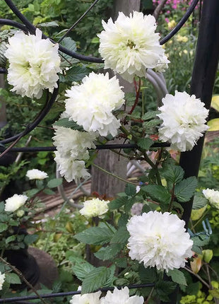 Blanc Double-Blossom de Coubert Seeds