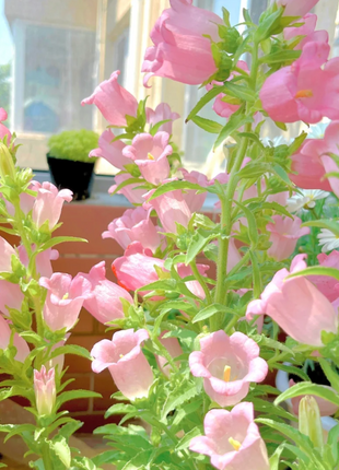 Campanula-Blessings From Afar