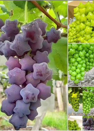 Winter Star Grape Seeds