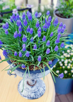 Grape Hyacinth Seeds