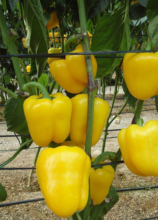 Pepper Deniro F1 Organic