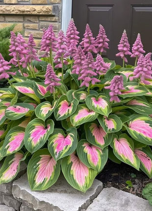 🔥Premium Rare Hosta Seeds🌿Shade-Tolerant Plant