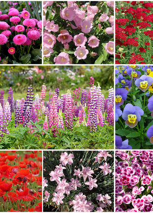 First Year Flowering Perennial Wildflower Seed Mix