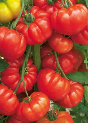 Beafsteak Tomato Seeds