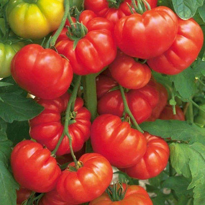 Beafsteak Tomato Seeds