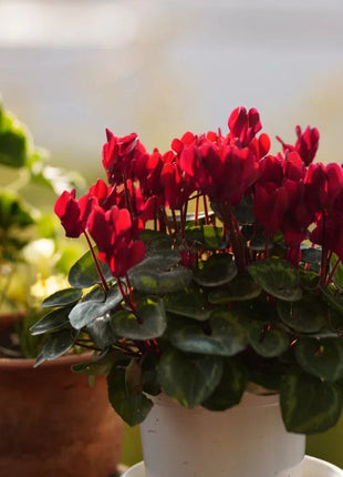 Cyclamen Flower Seeds
