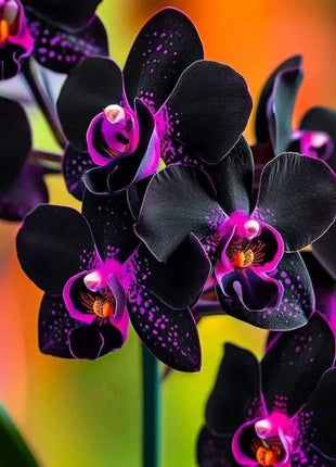 Dracula vampira Black Orchid