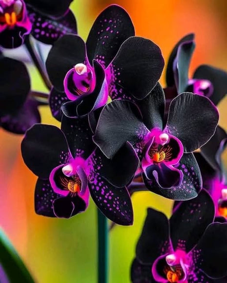 Dracula vampira Black Orchid