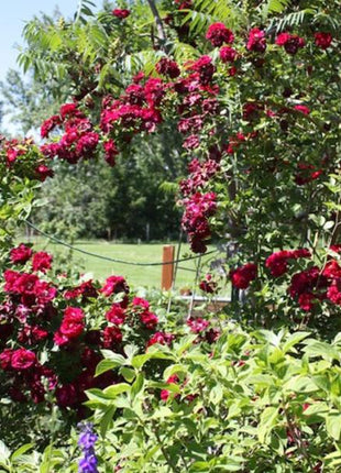 Explosion Climbing Rose Garden Seeds