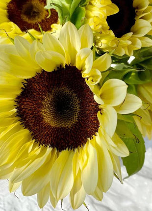 50 Seeds Yellow sunflower with black heart