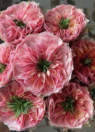 Garden of Dreams with Rare Color Varieties of Rose Seeds