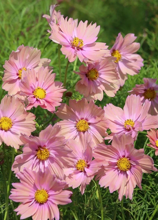 🌺Cosmos - Blooming Means Happiness And Luck