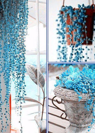 BLUE PEARL CHLOROPHYTUM SEEDS