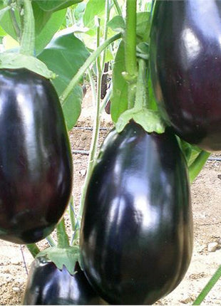 Eggplant Classic F1