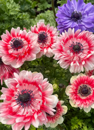 🌸Double Anemone Seeds