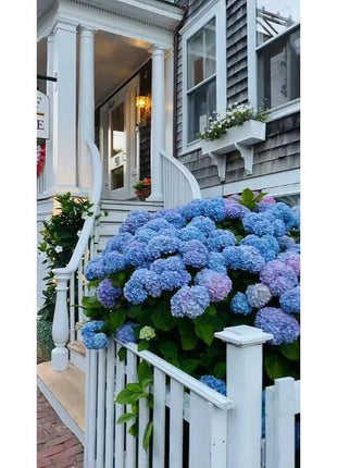 Hydrangea Seeds 50 seeds Mixed Color Seeds Stunning Perennial Flower Seeds for Gardeners Hardy Blooms Perfect for Landscaping and Garden Beautification