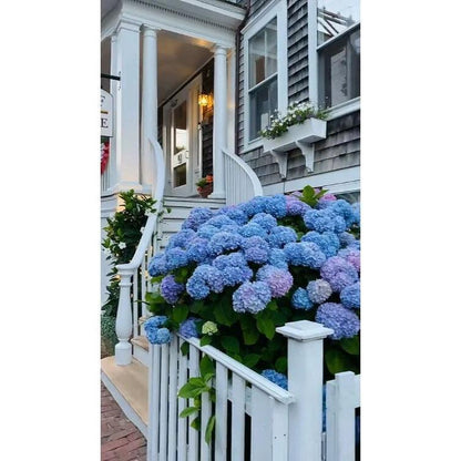 Hydrangea Seeds 50 seeds Mixed Color Seeds Stunning Perennial Flower Seeds for Gardeners Hardy Blooms Perfect for Landscaping and Garden Beautification