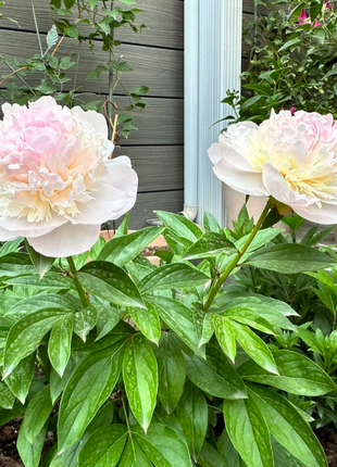 🌺Chinese Peony Flower Seeds—Mixed Color Plants—Home Garden Flower Seeds