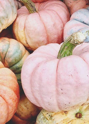 Pink Pumpkin Seeds