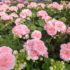 Collection image for: Rose