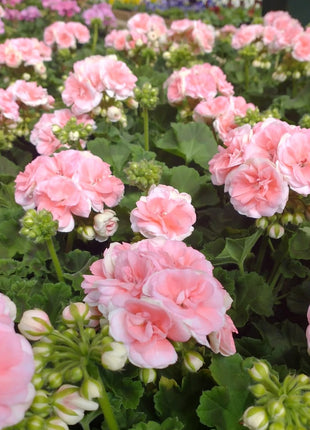 Rosebud Astrid Seeds