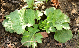 Rare Varieties Butterfly Ranunculus Asiaticus Flower Seeds