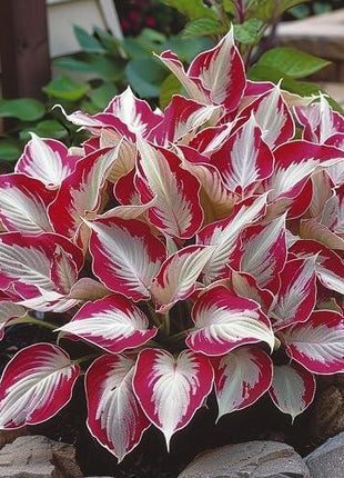 800pcs Red White Hosta Seeds Low Maintenance Hosta Plant Seeds for Planting Perennial Seeds Indoor Outdoor