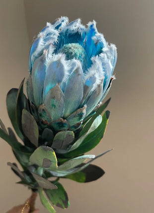 South African Princess Flower Seeds