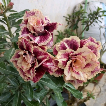 Desert Rose -- Brown Pink