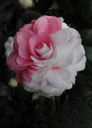 Camellia Flower Seeds