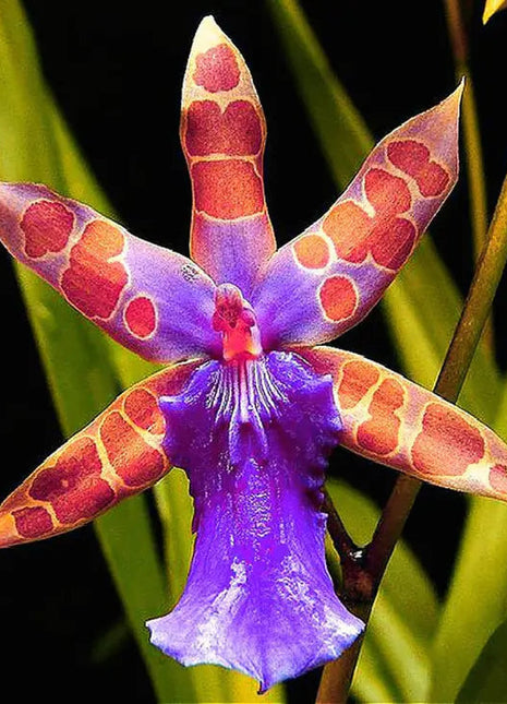 Rare Orchid Seed Flower Seeds