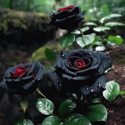 Rare Rose Seeds for Planting