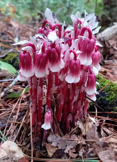 100 pcs Indian Pipe Monotropa Uniflora Seeds
