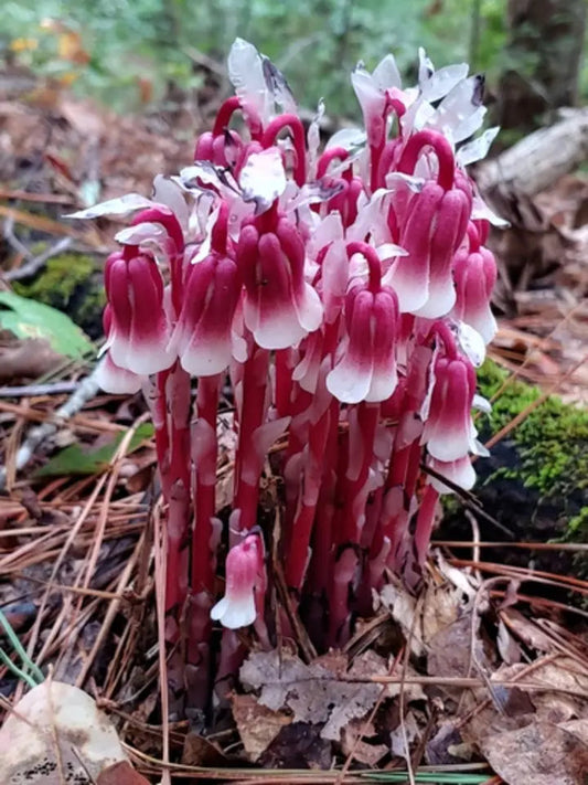 100 pcs Indian Pipe Monotropa Uniflora Seeds