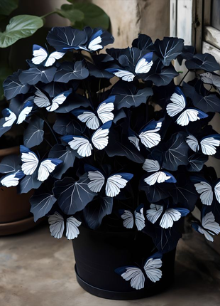 Moonlit Galaxy Begonia 🌙