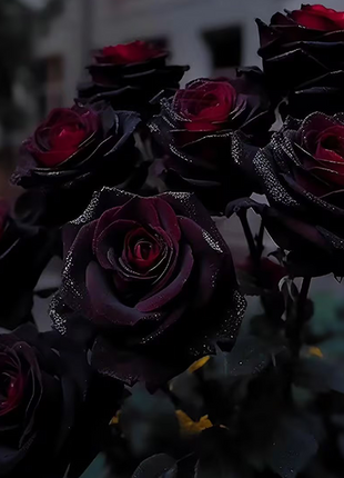 Rare Black Red Rose Flower Seeds